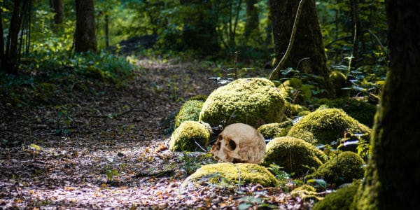 Harry Hogan 12 - The Moving Skull Human skull lying beside trail in forest.