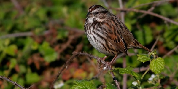 The Joy of Rupert’s Visits Song Sparrow