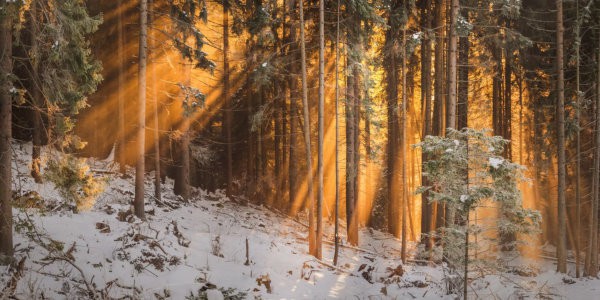 Fractured Tales 5 - The Great Ones Forest with light shining through trees and snow on the ground.