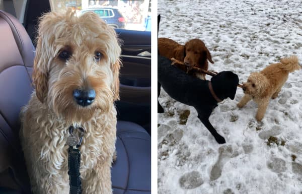 Lessons of the Dog Park Dog Tua in car and playing with other dogs in dog park