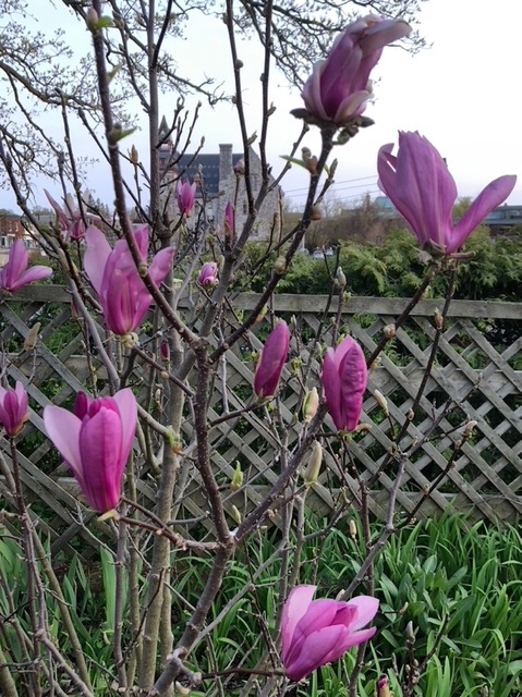 Flowers - miracles of nature