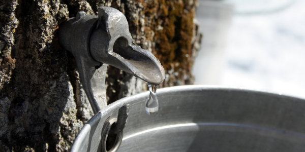 Maple tree tapping