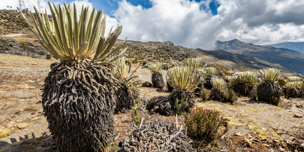 Frailejons