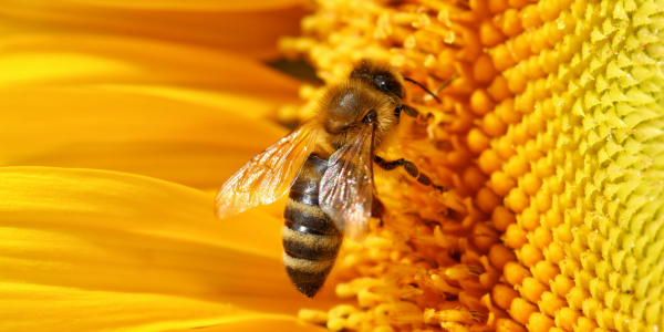 Honey bee
