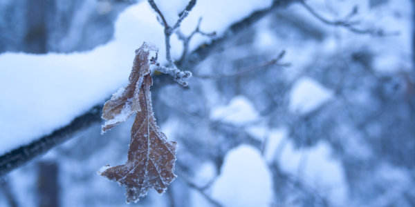 Frozen oak leaf with snow covered branches.