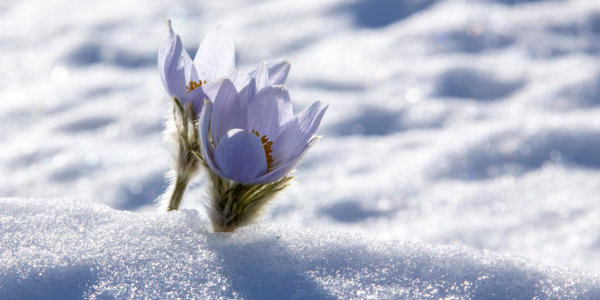 Two crocus flowers in the snow.