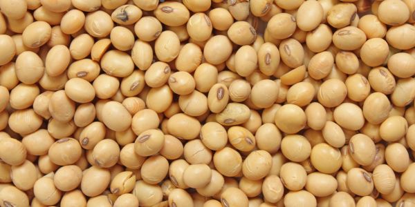 Close-up of Soy Beans