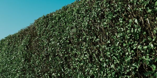 Hedge
