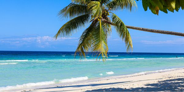 Tropical Beach with Palm Tree