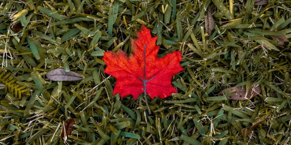Red-coloured maple leaf