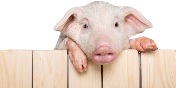 A pig looking over a fence