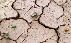 A Mid-Western Summer A Mid-Western Summer