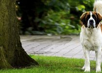 45 Rock Tuff, P.I.: A Neighbourhood Going To The Dogs