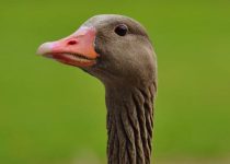 A Present For Johnny