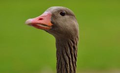 A Present For Johnny