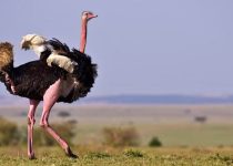 18. A Terrifying Visit to Wankie Game Reserve