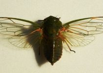 Altamira de Las Chicharras