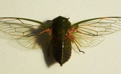 Altamira de Las Chicharras Altamira de Las Chicharras