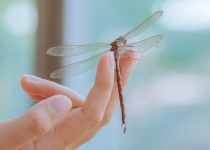 Anna And The Dragonflies