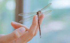 Anna And The Dragonflies Anna And The Dragonflies