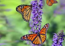 At Close Observation