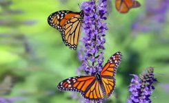 At Close Observation