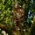 33 Rock Tuff, P.I.: Baby in the Tree Top 33 Rock Tuff, P.I.: Baby in the Tree Top