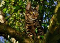 33 Rock Tuff, P.I.: Baby in the Tree Top