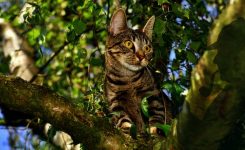 Baby in the Tree Top