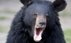 Black bear
