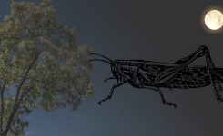 Black Locust Black Locust