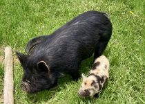 Calvin and Molly Go On A Picnic