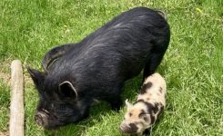 Calvin and Molly Go On A Picnic Calvin and Molly Go On A Picnic