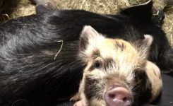 Calvin and Molly Go On A Picnic Calvin and Molly Go On A Picnic