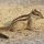 Chipmunks
