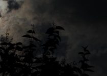 Conscious Revelation