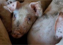 Contact With The Animal Kingdom