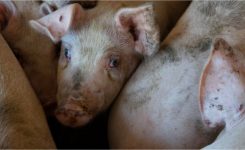 Contact With The Animal Kingdom