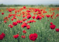 “Courage of Their Blood”