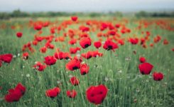 Courage of Their Blood Courage of Their Blood