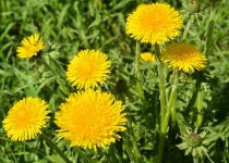 What’s That Noise?