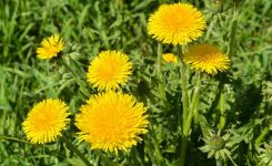 Dandelions