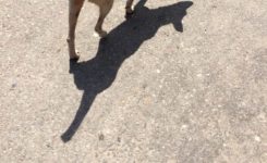 Dog Dog