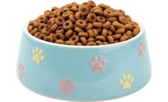 Dog bowl with kibble Dog bowl with kibble
