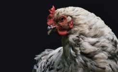 Down On The Farm Down On The Farm