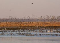 Autumn Ducks, Five O’Clock