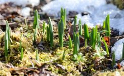 Early Spring Early Spring