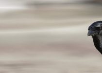 Fractured Tales 13 -The Gathering