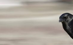 Fractured Tales 13 -The Gathering