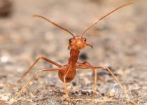 From The Prayer-book